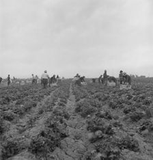Filipinos cutting lettuce, near Westmorland, California, 1939. Creator: Dorothea Lange