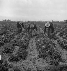 Filipinos cutting lettuce, near Westmorland, Imperial Valley, 1939. Creator: Dorothea Lange