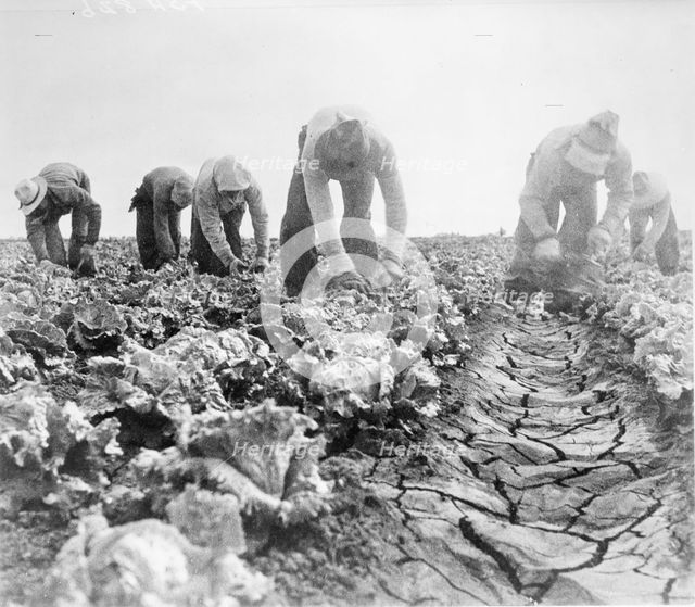 Filipinos cutting lettuce. Salinas, California, 1935. Creator: Dorothea Lange.