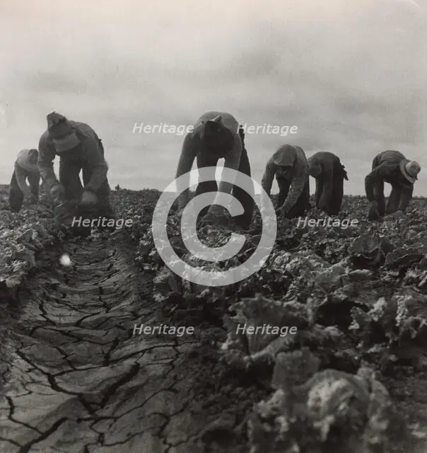 Filipinos Cutting Lettuce, Salinas, California, 1935. Creator: Dorothea Lange.