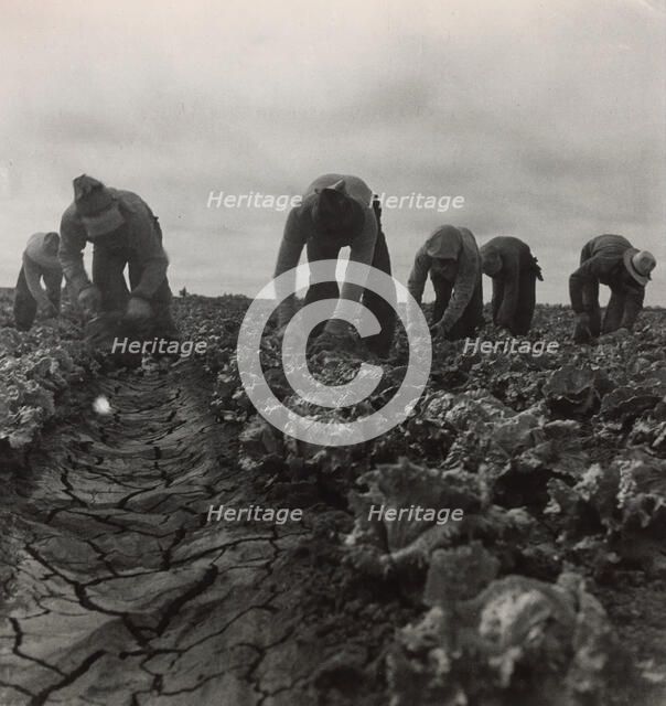 Filipinos Cutting Lettuce, Salinas, California, 1935. Creator: Dorothea Lange.