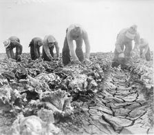 Filipinos cutting lettuce. Salinas, California, 1935. Creator: Dorothea Lange