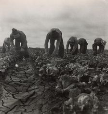 Filipinos Cutting Lettuce, Salinas, California, 1935. Creator: Dorothea Lange