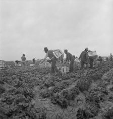 Filipinos waiting for the signal... cutting lettuce, near Westmorland, Imperial Valley, CA, 1939. Creator: Dorothea Lange