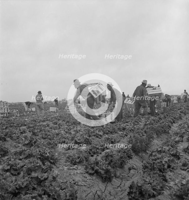 Filipinos waiting for the signal... cutting lettuce, near Westmorland, Imperial Valley, CA, 1939. Creator: Dorothea Lange.