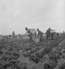 Filipinos waiting for the signal... cutting lettuce, near Westmorland, Imperial Valley, CA, 1939. Creator: Dorothea Lange