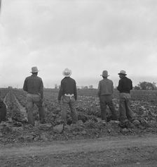 Filipinos waiting for the signal...cutting lettuce, near Westmorland, Imperial Valley, CA, 1939. Creator: Dorothea Lange
