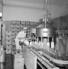 Filling milk bottles in a dairy, Landskrona, Sweden