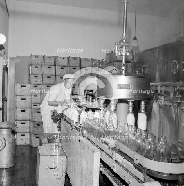 Filling milk bottles in a dairy, Landskrona, Sweden. Artist: Unknown