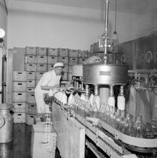 Filling milk bottles in a dairy, Landskrona, Sweden. Creator: Unknown