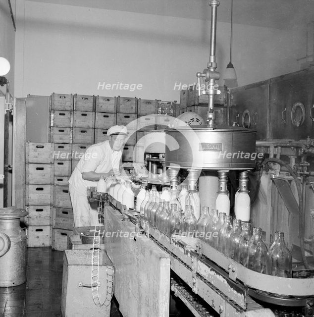 Filling milk bottles in a dairy, Landskrona, Sweden. Creator: Unknown.