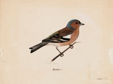 Finch, 1820-1868. Creator: Magnus von Wright