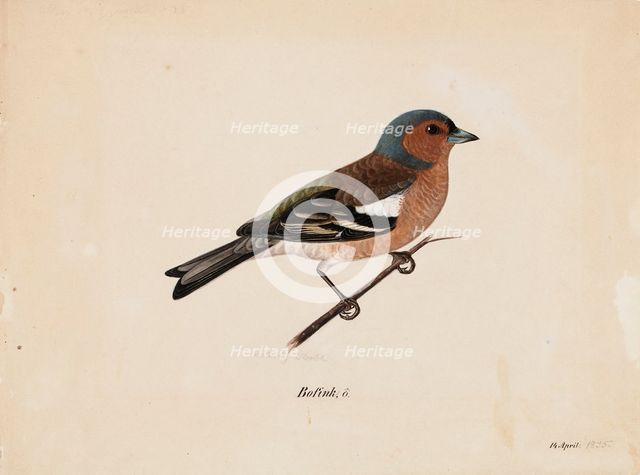 Finch, 1820-1868. Creator: Magnus von Wright.