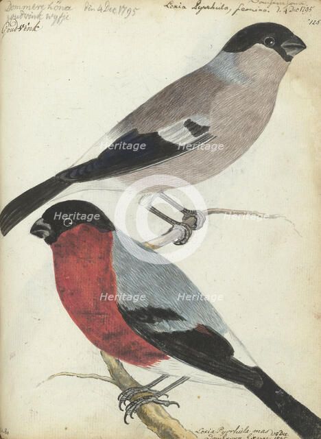 Finches, 1805. Creator: Jan Brandes.