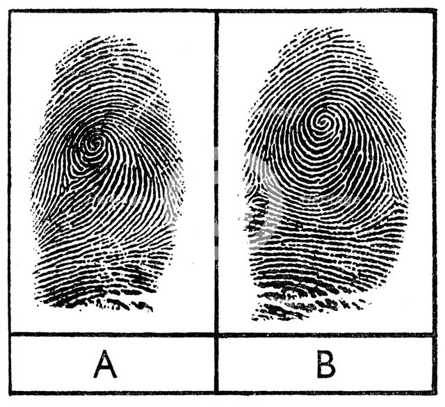 Fingerprints of identical twins, 1956. Artist: Unknown