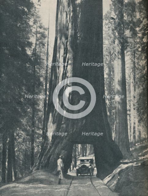 'Fine Specimen of the Largest Organism That Ever Lived', c1935. Artist: Unknown.