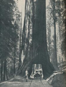 Fine Specimen of the Largest Organism That Ever Lived c1935