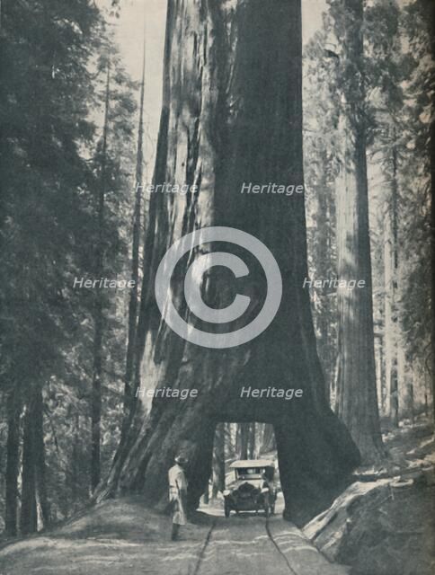 'Fine Specimen of the Largest Organism That Ever Lived', c1935. Artist: Unknown.