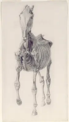 Finished study for The Tenth Anatomical Table of the Muscles ... of the Horse 1756. Creator: George Stubbs