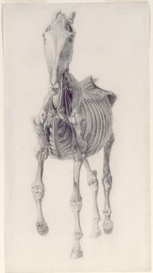 Finished study for The Tenth Anatomical Table of the Muscles ... of the Horse 1756. Creator: George Stubbs