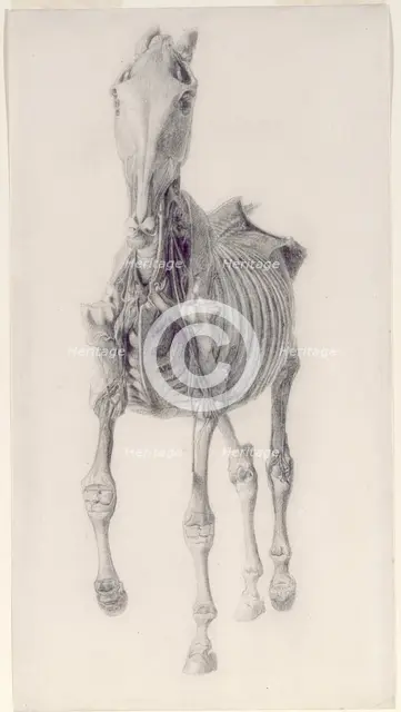 Finished study for 'The Tenth Anatomical Table of the Muscles ... of the Horse', 1756. Creator: George Stubbs.