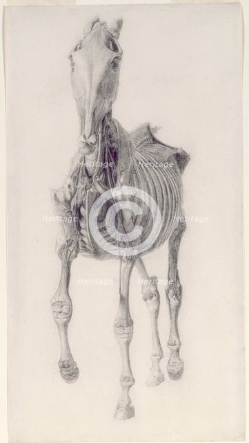 Finished study for 'The Tenth Anatomical Table of the Muscles ... of the Horse', 1756. Creator: George Stubbs.