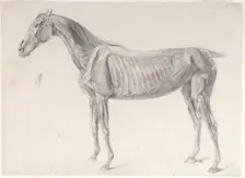 Finished study for The Third Anatomical Table of the Muscles ... of the Horse 1756. Creator: George Stubbs