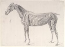 Finished study for The Third Anatomical Table of the Muscles ... of the Horse 1756. Creator: George Stubbs
