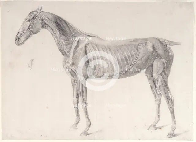 Finished study for 'The Third Anatomical Table of the Muscles ... of the Horse', 1756. Creator: George Stubbs.