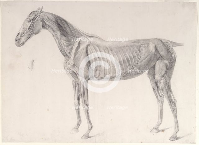 Finished study for 'The Third Anatomical Table of the Muscles ... of the Horse', 1756. Creator: George Stubbs.