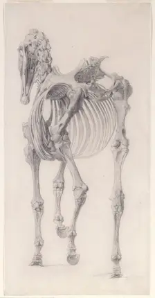 Finished study for The Third Anatomical Table of the Skeleton of the Horse 1756. Creator: George Stubbs