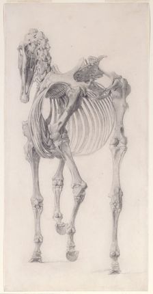 Finished study for The Third Anatomical Table of the Skeleton of the Horse 1756. Creator: George Stubbs