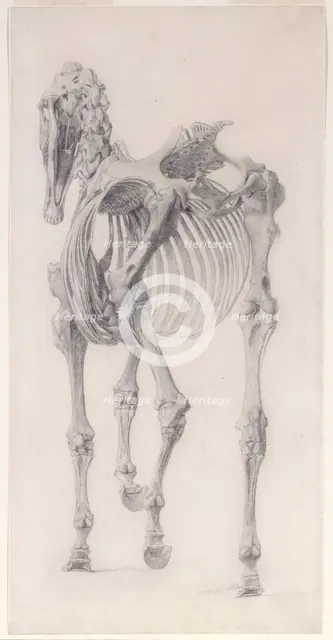 Finished study for 'The Third Anatomical Table of the Skeleton of the Horse', 1756. Creator: George Stubbs.