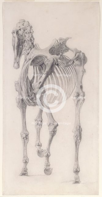 Finished study for 'The Third Anatomical Table of the Skeleton of the Horse', 1756. Creator: George Stubbs.