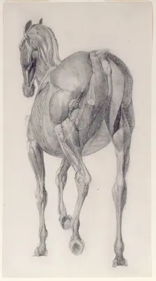 Finished study for The Thirteenth Anatomical Table of the Muscles ... of the Horse 1756. Creator: George Stubbs