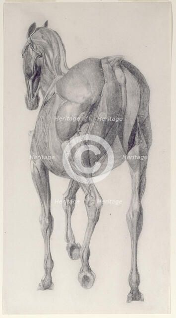 Finished study for 'The Thirteenth Anatomical Table of the Muscles ... of the Horse', 1756. Creator: George Stubbs.