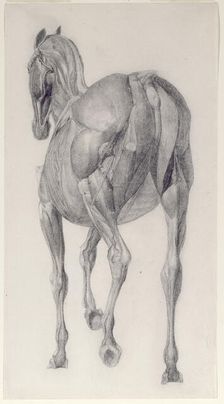 Finished study for The Thirteenth Anatomical Table of the Muscles ... of the Horse 1756. Creator: George Stubbs