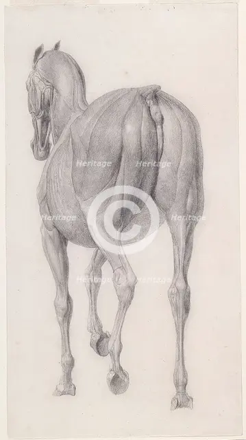 Finished study for 'The Twelfth Anatomical Table of the Muscles ... of the Horse', 1756. Creator: George Stubbs.