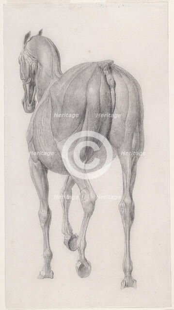 Finished study for 'The Twelfth Anatomical Table of the Muscles ... of the Horse', 1756. Creator: George Stubbs.