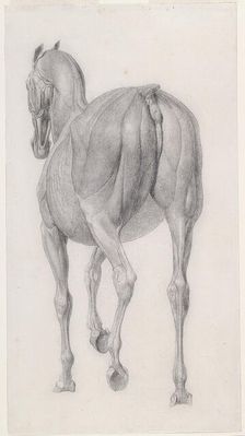 Finished study for The Twelfth Anatomical Table of the Muscles ... of the Horse 1756. Creator: George Stubbs