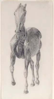Finished study for The Eighth Anatomical Table of the Muscles ... of the Horse 1756. Creator: George Stubbs