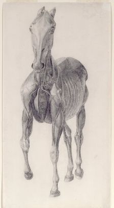 Finished study for The Eighth Anatomical Table of the Muscles ... of the Horse 1756. Creator: George Stubbs