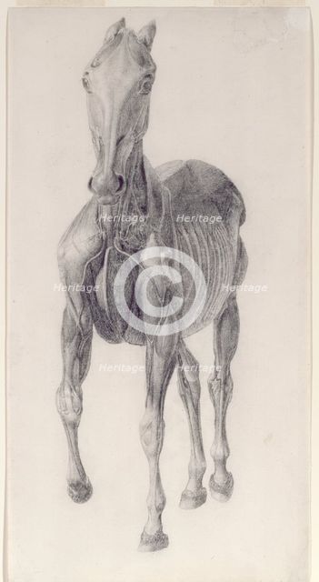 Finished study for 'The Eighth Anatomical Table of the Muscles ... of the Horse', 1756. Creator: George Stubbs.