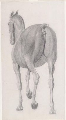 Finished study for The Eleventh Anatomical Table of the Muscles ... of the Horse 1756. Creator: George Stubbs