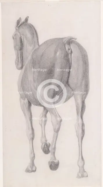 Finished study for 'The Eleventh Anatomical Table of the Muscles ... of the Horse', 1756. Creator: George Stubbs.
