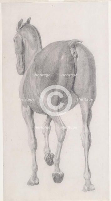 Finished study for 'The Eleventh Anatomical Table of the Muscles ... of the Horse', 1756. Creator: George Stubbs.