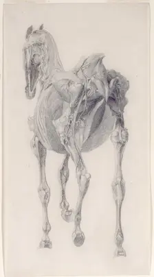 Finished study for The Fifteenth Anatomical Table of the Muscles ... of the Horse 1756. Creator: George Stubbs