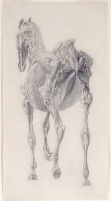 Finished study for The Fifteenth Anatomical Table of the Muscles ... of the Horse 1756. Creator: George Stubbs