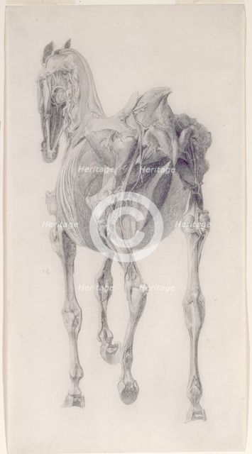 Finished study for 'The Fifteenth Anatomical Table of the Muscles ... of the Horse', 1756. Creator: George Stubbs.