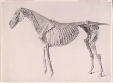 Finished study for The Fifth Anatomical Table of the Muscles ... of the Horse 1756. Creator: George Stubbs
